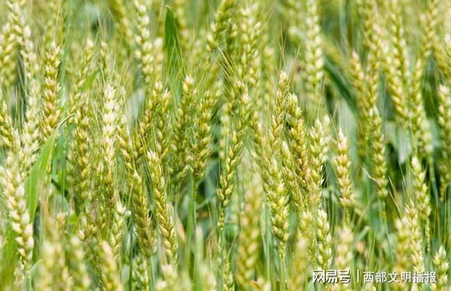 百家号:新澳好彩免费资料查询-小麦什么时候成熟  第1张