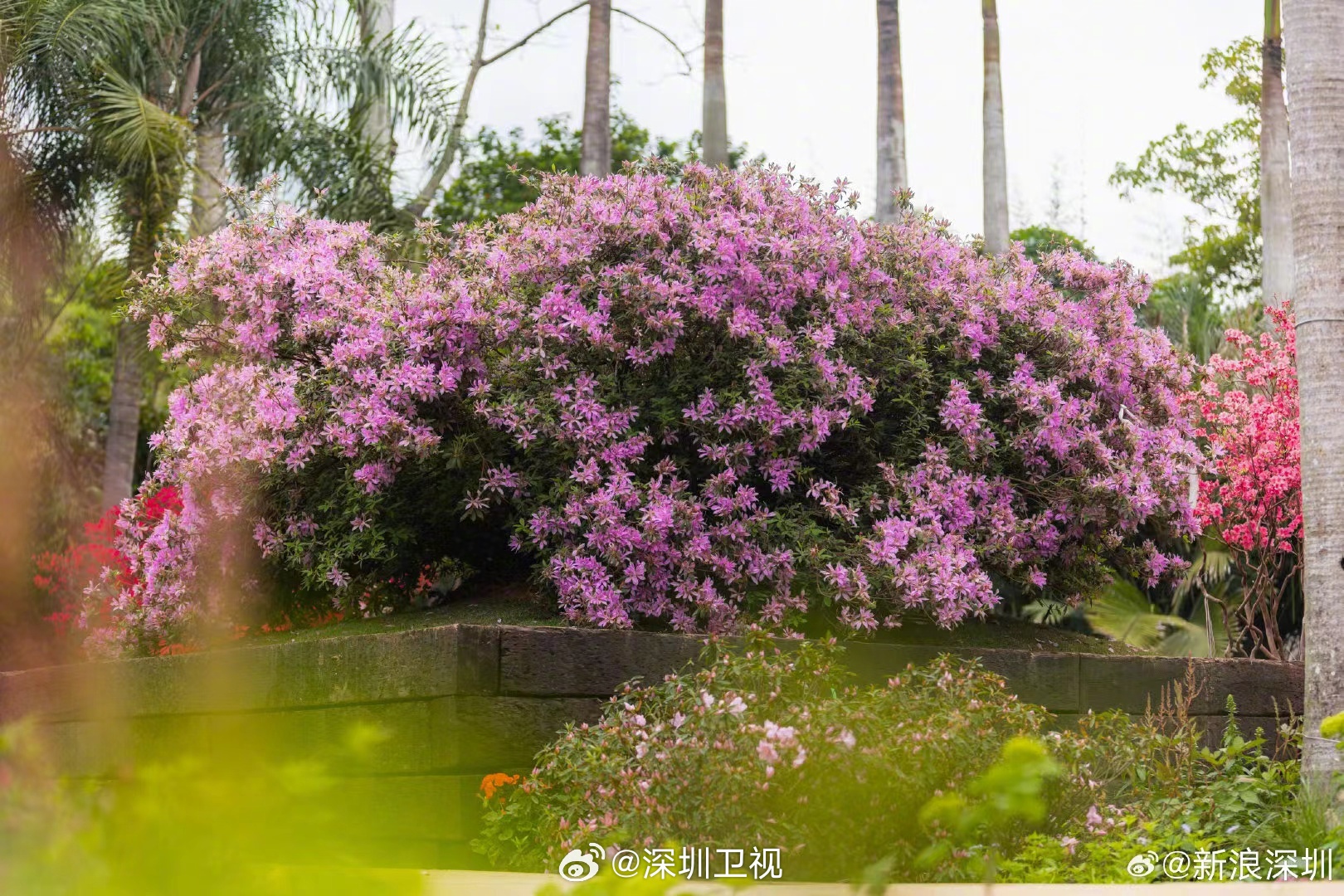 阿里巴巴:2024香港内部最准资料-开紫色花的树是什么树  第1张
