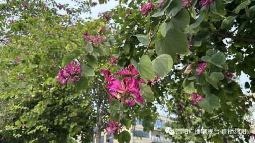 阿里巴巴:2024香港内部最准资料-开紫色花的树是什么树  第3张