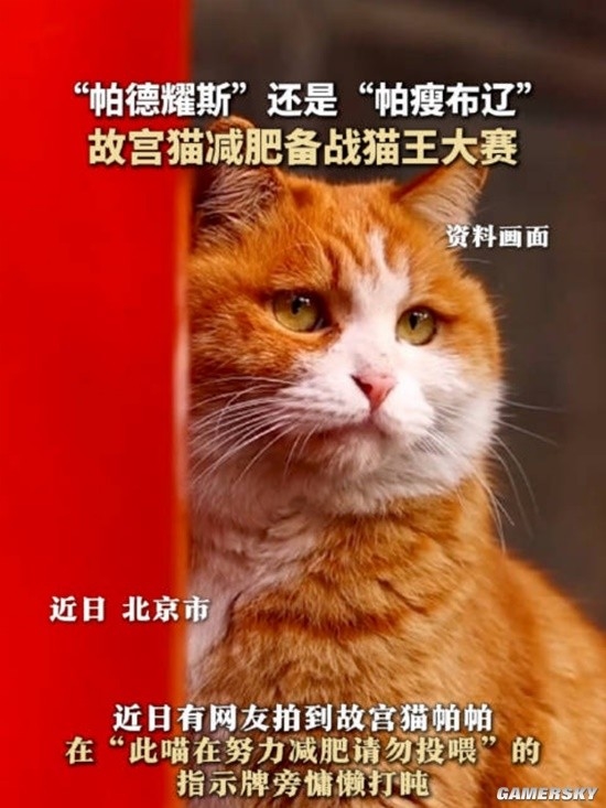 搜狗订阅:2024澳门新资料大全免费直播-故宫猫减肥备战猫王  第3张
