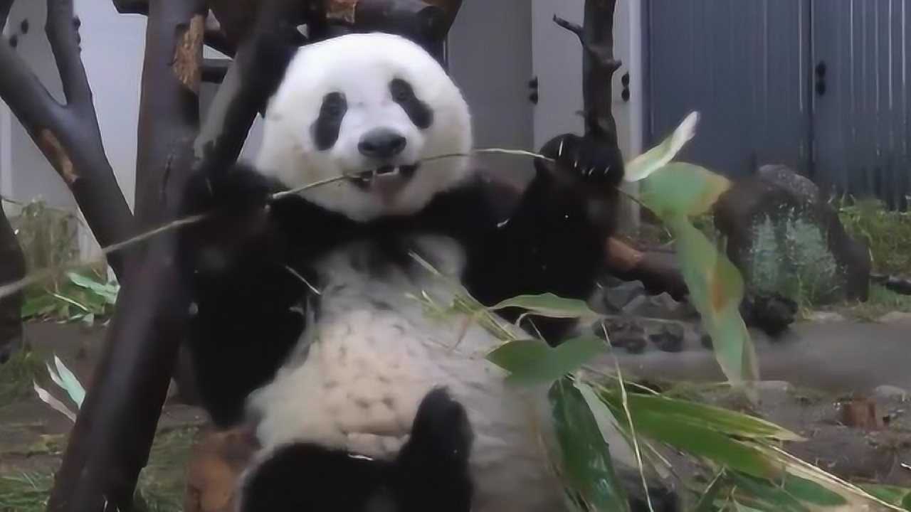 腾讯：白小姐一肖一码100正确-熊猫长什么样  第1张