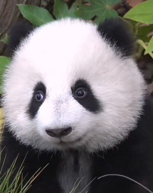 腾讯：白小姐一肖一码100正确-熊猫长什么样  第2张