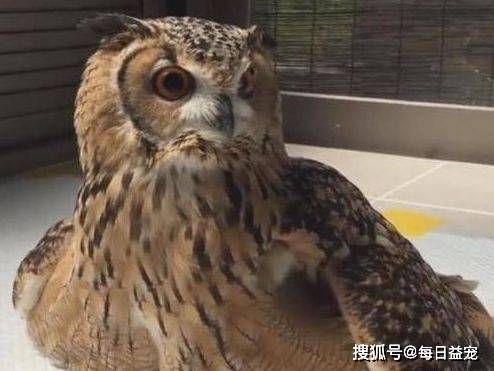 百家号:澳彩资料免费长期公开-猫头鹰搬家告诉我们什么道理  第2张