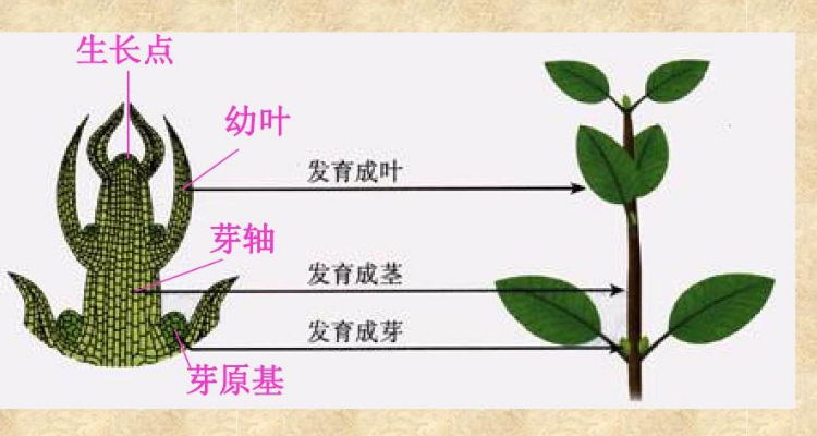 抖音视频:2024澳门开奖结果查询-芽轴发育成什么  第2张