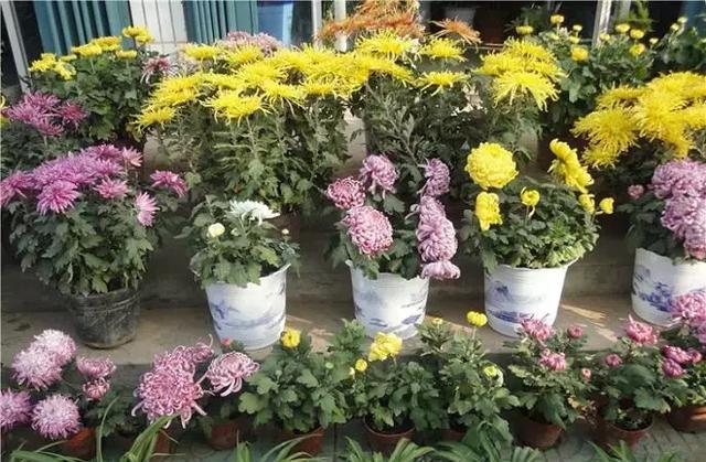 百家号:2024新奥今晚开什么-什么花一年四季开花  第2张