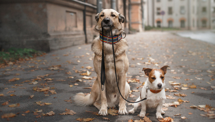 抖音视频:新奥资料免费精准-恶犬伤人拟纳入处罚  第2张