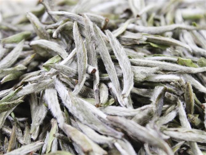 腾讯：全澳门最精准澳门资料网站-白毫银针属于什么茶  第2张