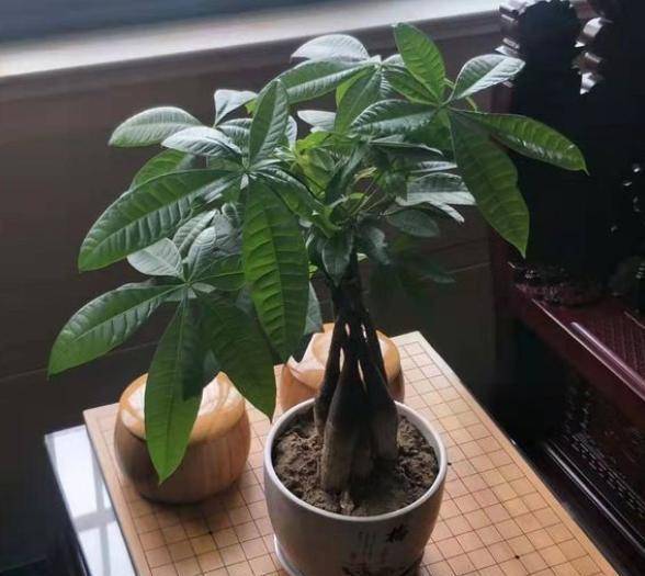 腾讯：香港资料免费长期公开-发财树用什么肥料最好  第3张