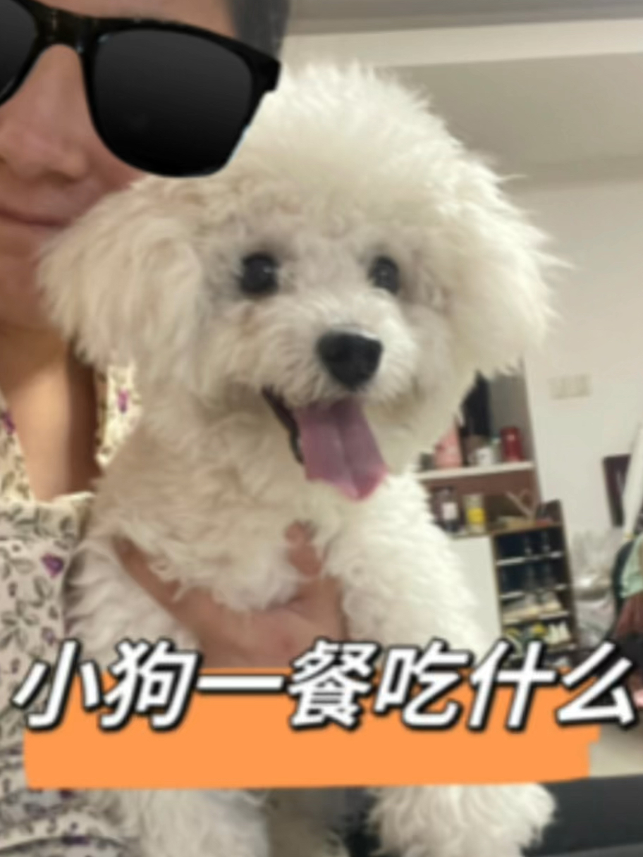 火山视频:白小姐一肖一码100正确-就餐与宠物共用餐具  第3张
