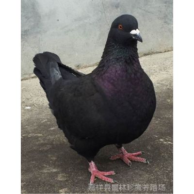 阿里巴巴:澳门传真49正版4949-鸽子为什么这么大  第2张