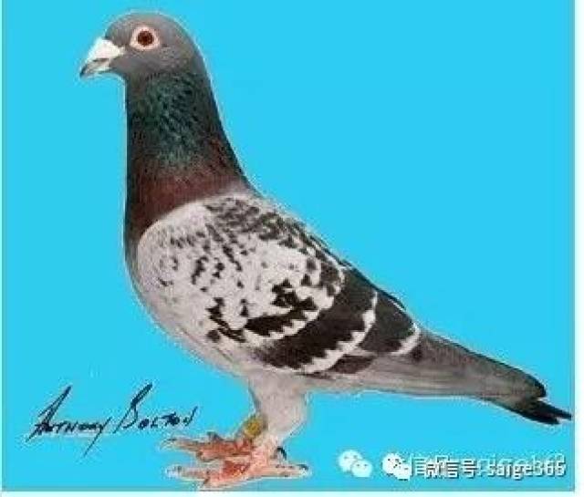阿里巴巴:澳门传真49正版4949-鸽子为什么这么大  第3张