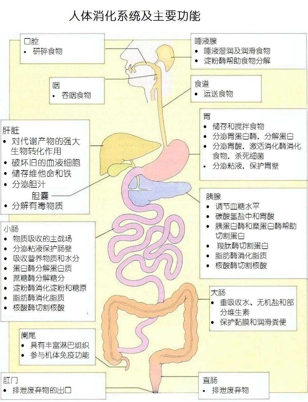 网易:新澳门王中王资料-消化酶缺乏是什么症状  第3张