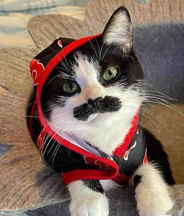 百家号:澳门最精准正最精准龙门客栈-猫的胡子有什么用  第1张