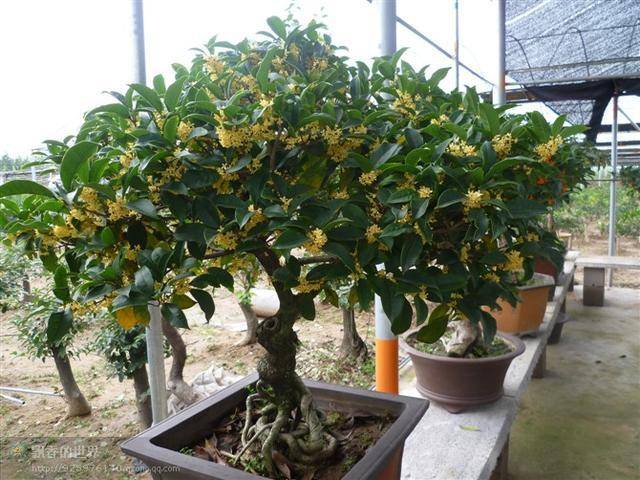 腾讯：香港二四六开奖免费资料唯美图库-桂花树施什么肥  第3张