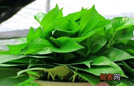 搜狗订阅:2024年新奥门免费资料-绿萝花有什么功效  第1张