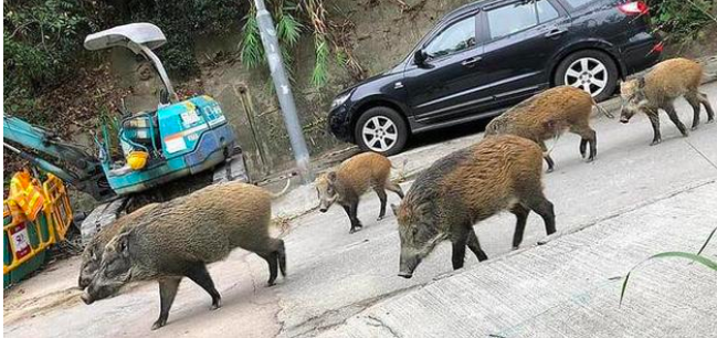 网易:香港4777777最快开码-野猪冲入饭店被追打  第1张