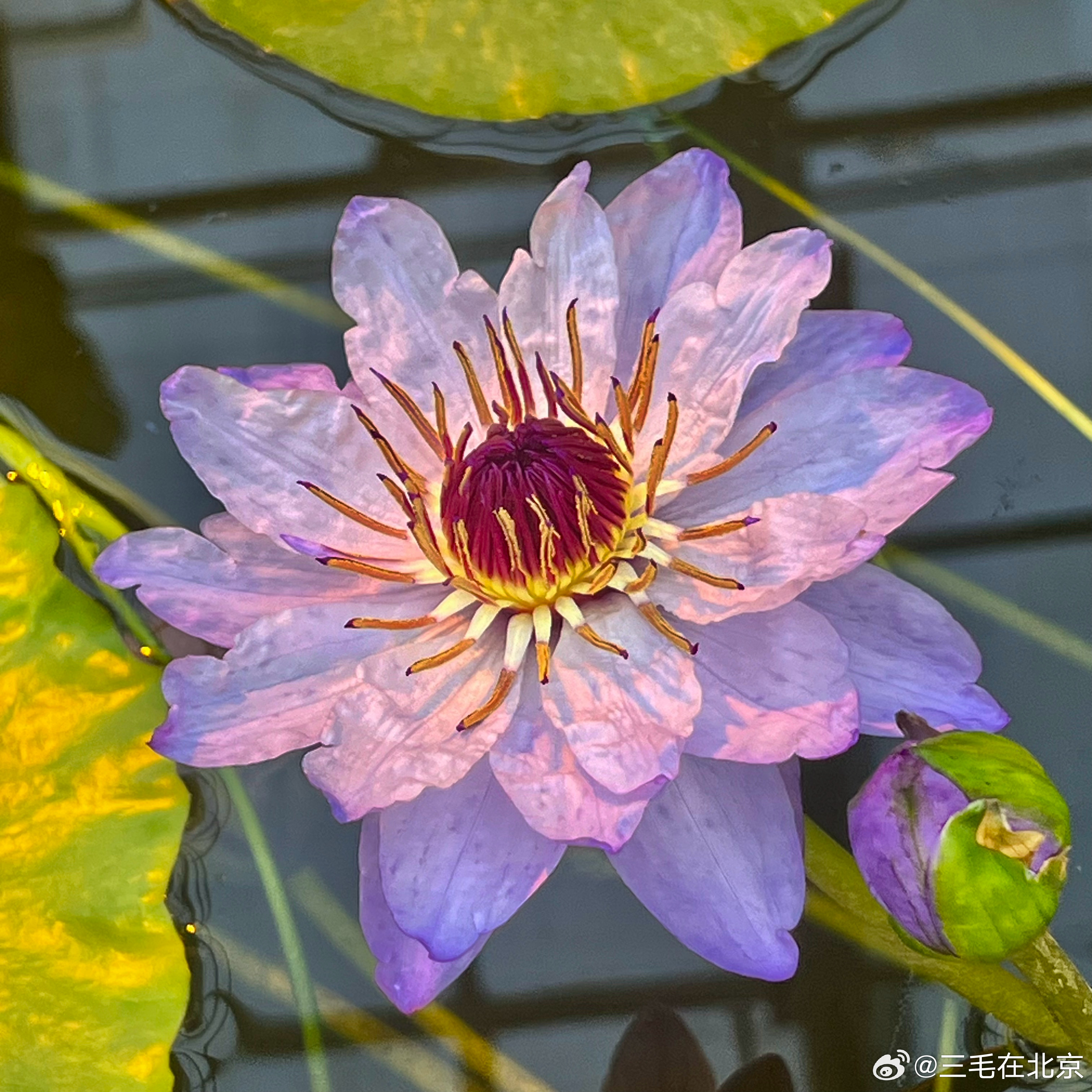 微博:2024年全年正版免费资料-睡莲什么时候开花  第2张